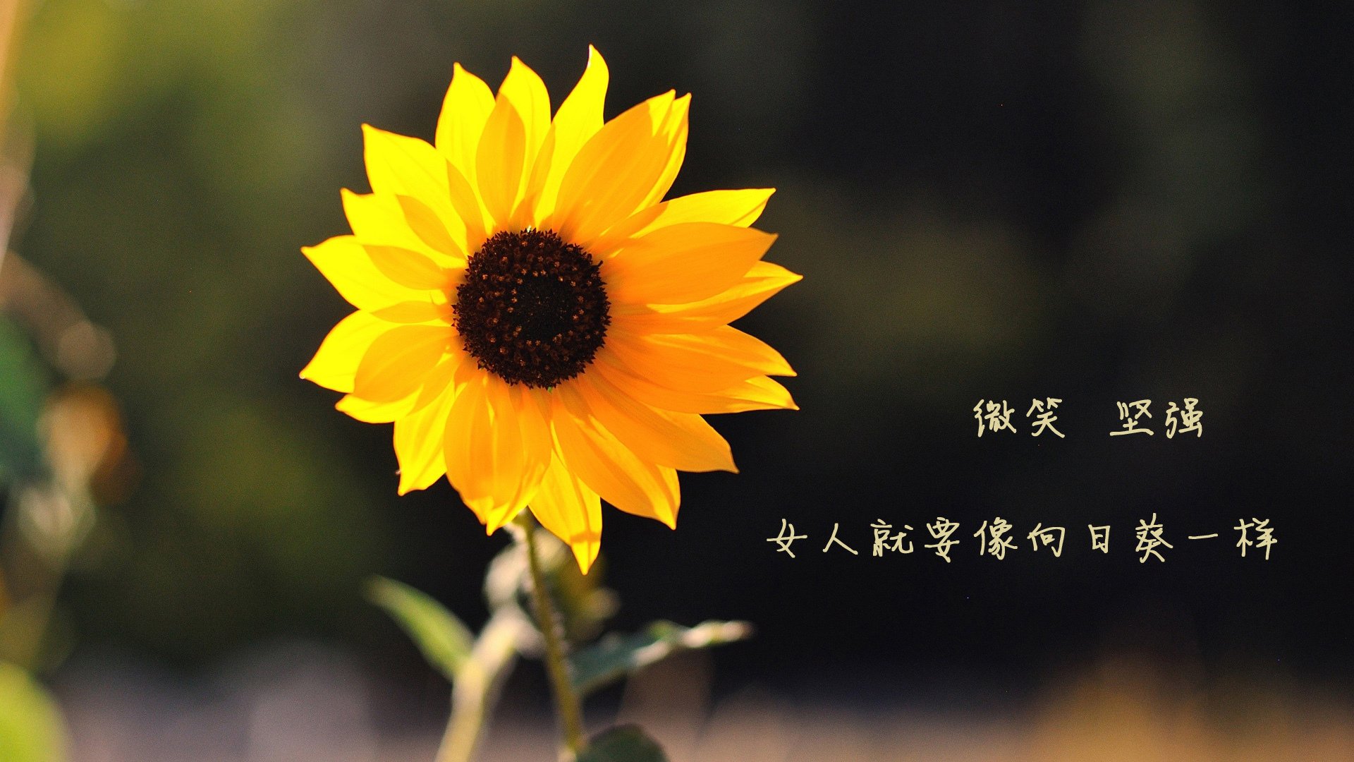 雷霆节奏掌控篮网，利拉德压力下完成爆发