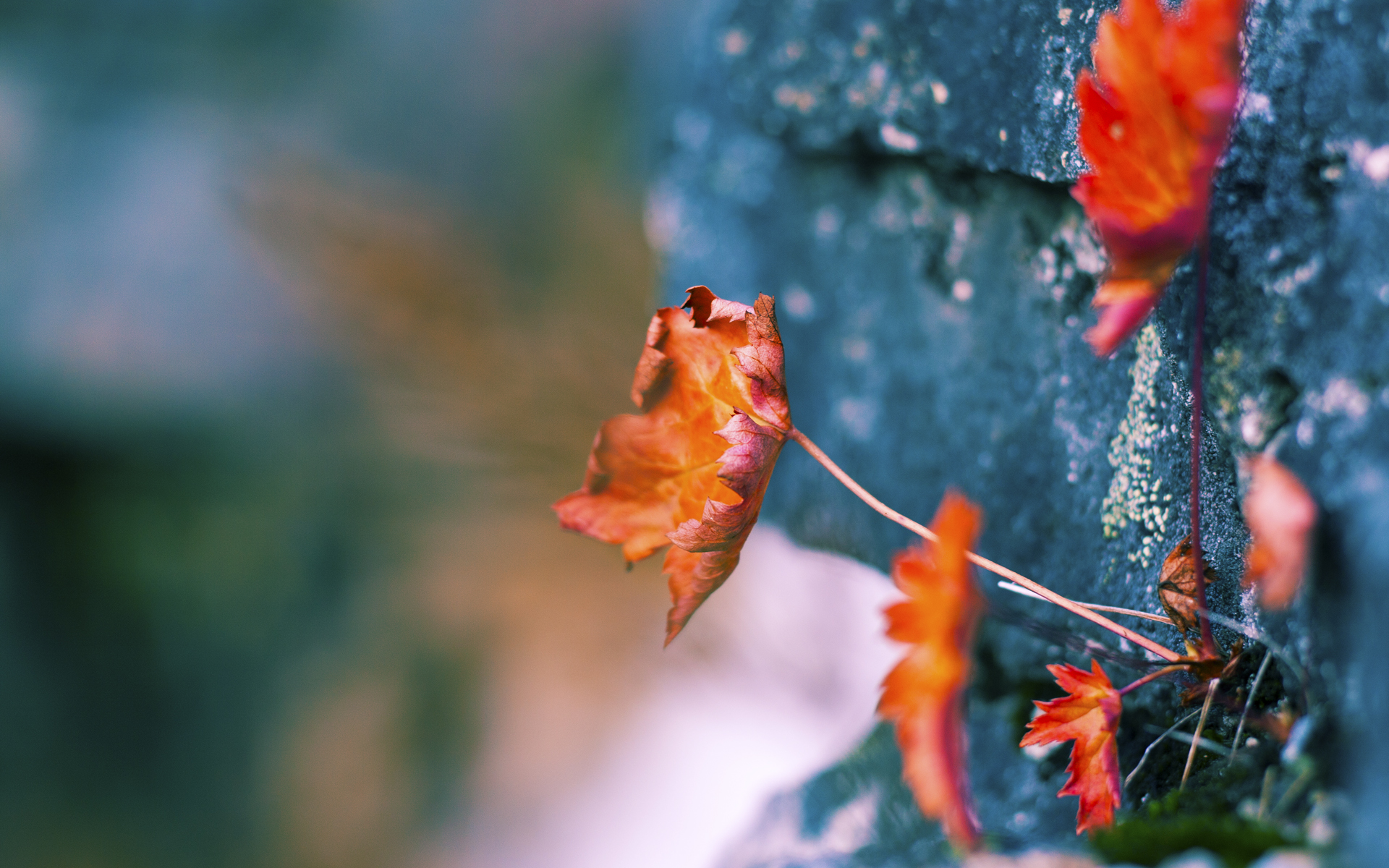 一人摧毁一城防线，迪亚斯飓风席卷罗马，哥伦比亚战术完胜