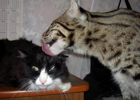 楚阿梅尼，终场哨响前，他从棋盘边缘落子封王