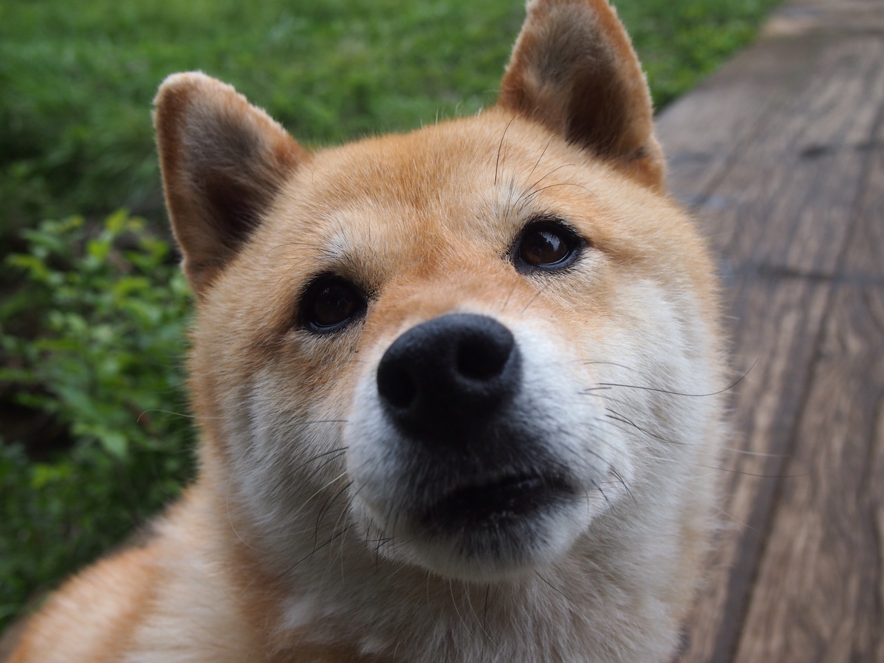 若日尼奥的赛道狂想，当足球精灵接管F1揭幕战