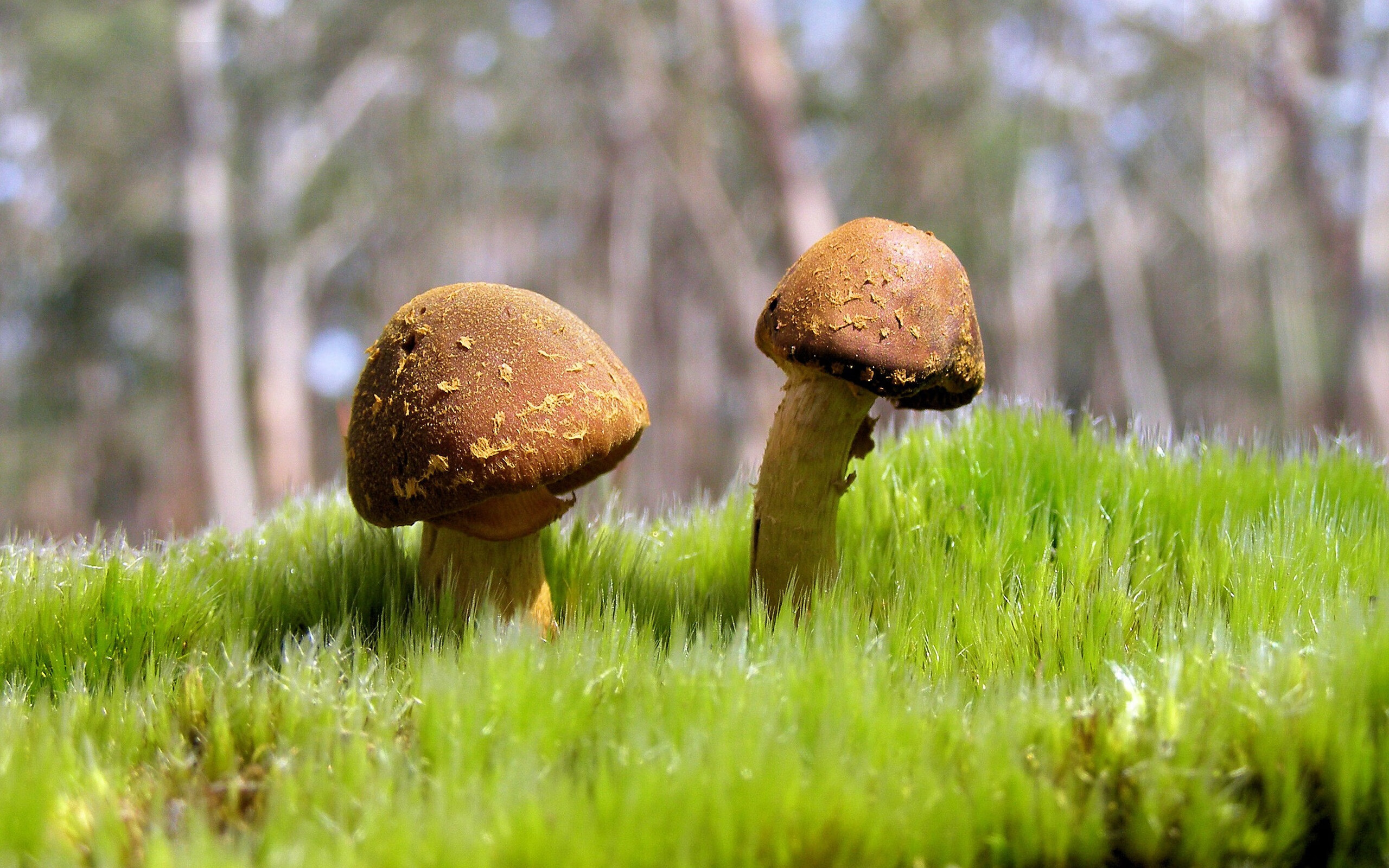 掀翻！新疆队爆冷击败国王，拉梅洛引领全队节奏