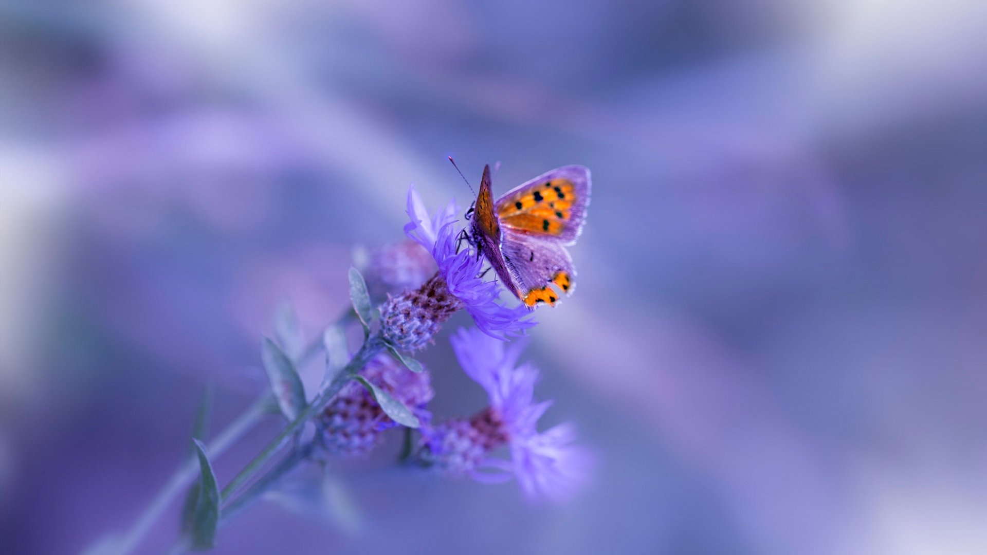 开云官网-王牌与团队，库里孤胆英雄，尼克斯决胜局力压快船