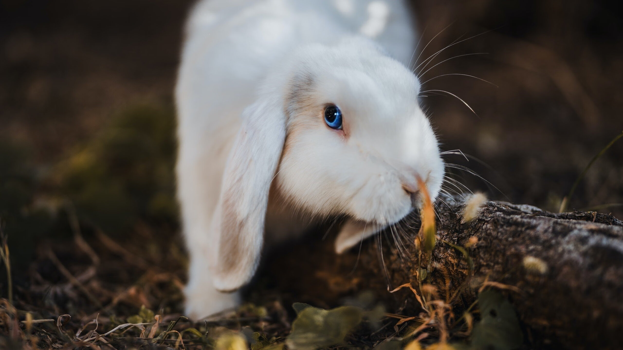 开云体育平台APP-深圳队撕碎国王金袍，霍勒迪加冕美加墨，世界篮球的权力正在易主