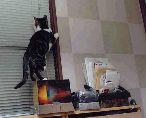 开云体育-冰封印城！吉林男篮爆冷掀翻步行者，范弗利特末节19分封神