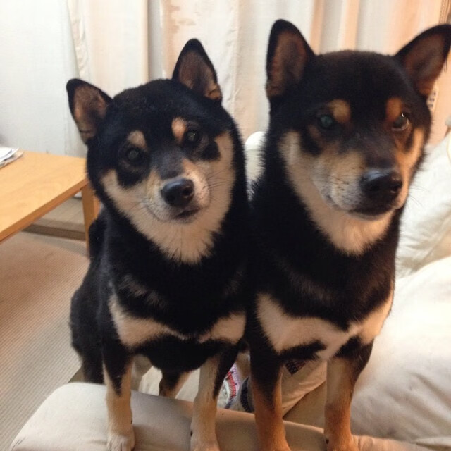 极速与绿茵，决胜时刻的勇气与智慧