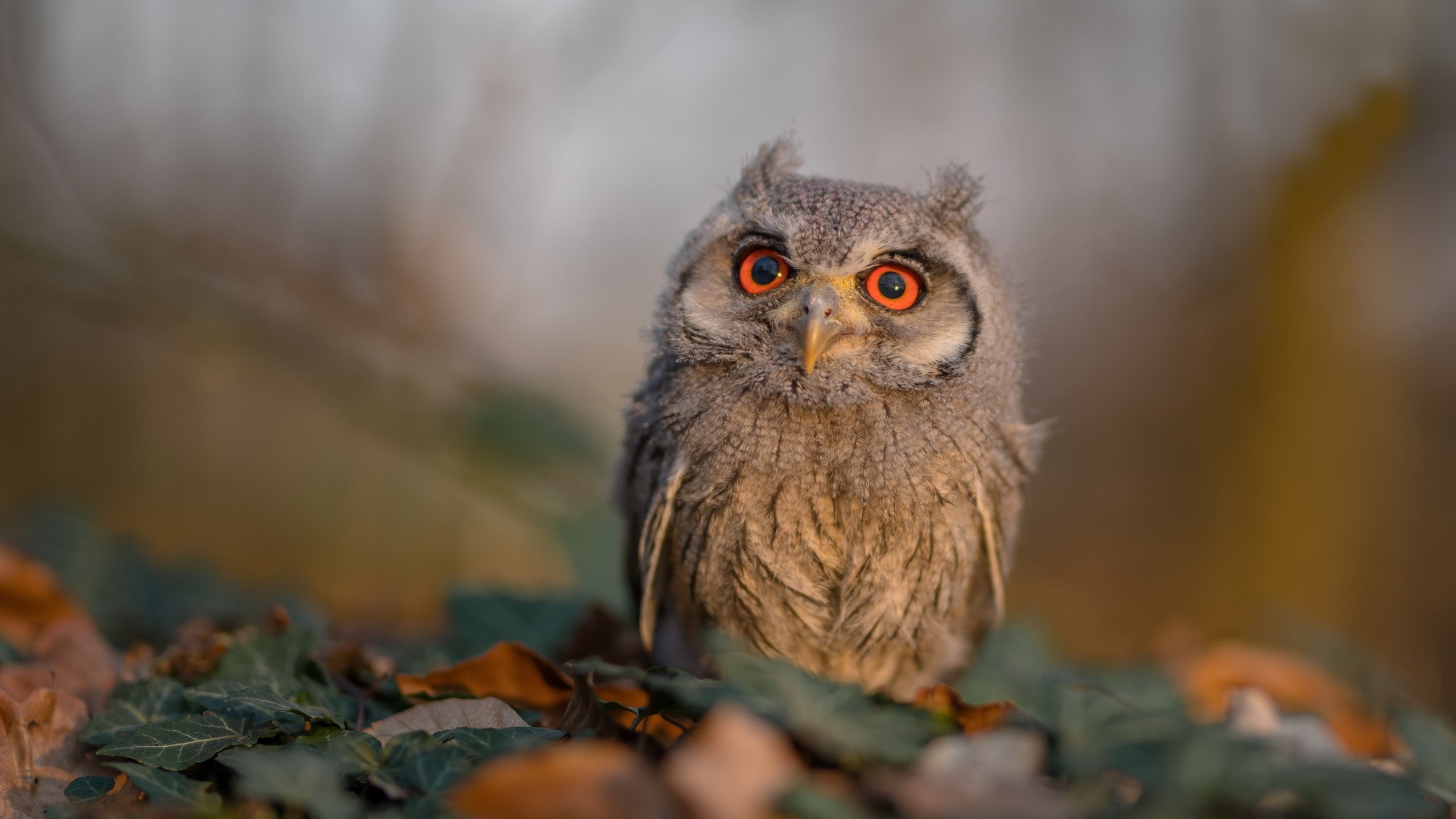 绿茵风暴，威尔士冲垮葡萄牙的战术奇迹，京多安用实力证名自我