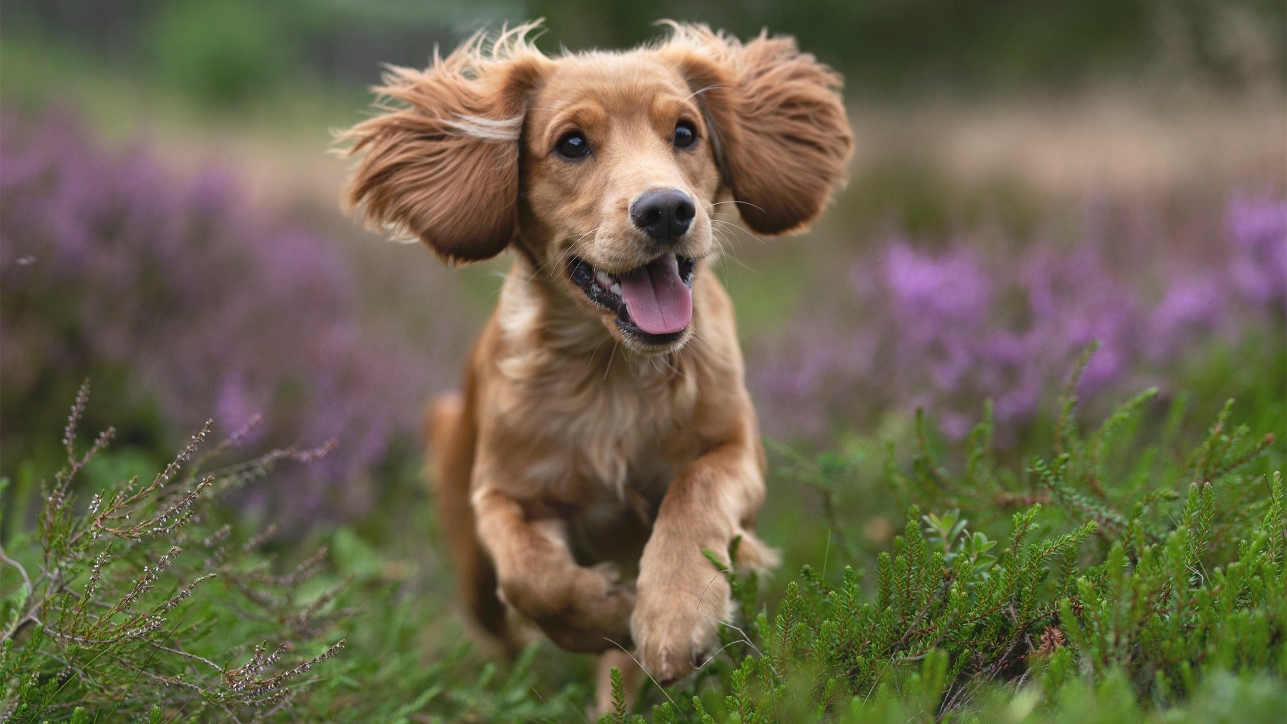 斯通斯神勇无敌,加拿大3-0掀翻洪都拉斯,对手完全无解