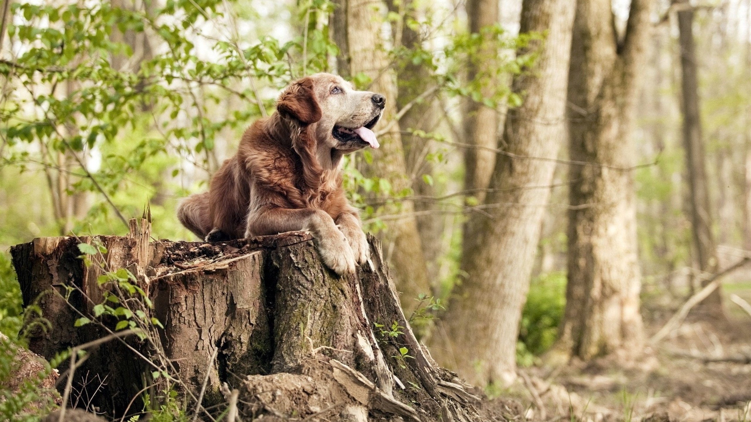 柏油上的绿茵奇迹,当几内亚在F1式街道赛场超车五星巴西