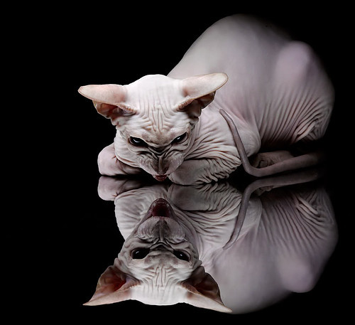 暗夜之核,美加墨世界杯狂想曲中的武切维奇