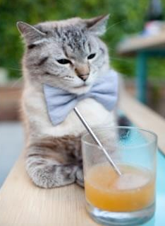 稳定输出与惊天逆转,阿克与多特蒙德的足球启示