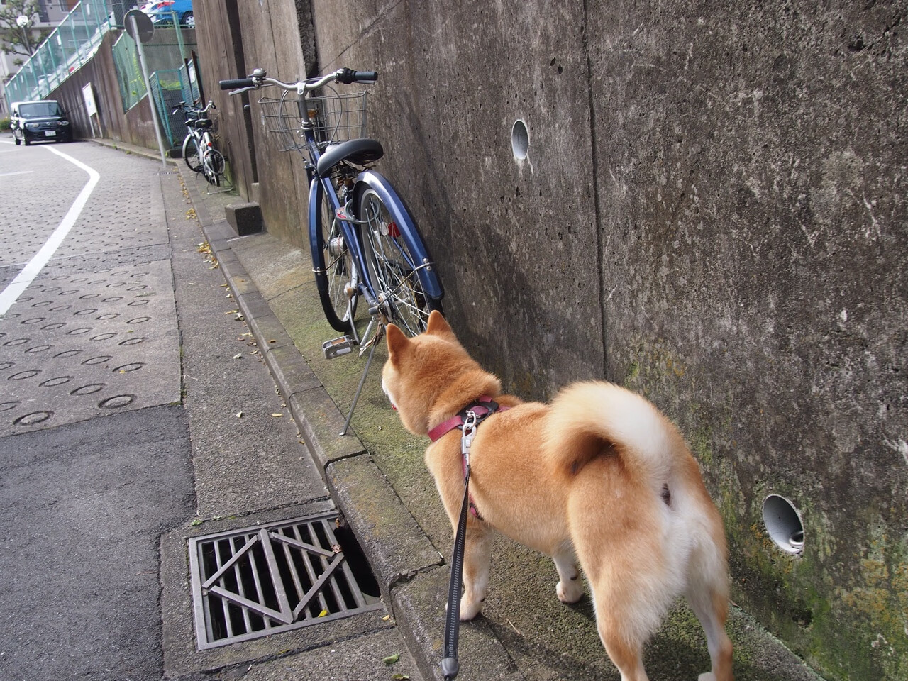 燎原之火灼群鹈，东契奇剑封喉锁胜局