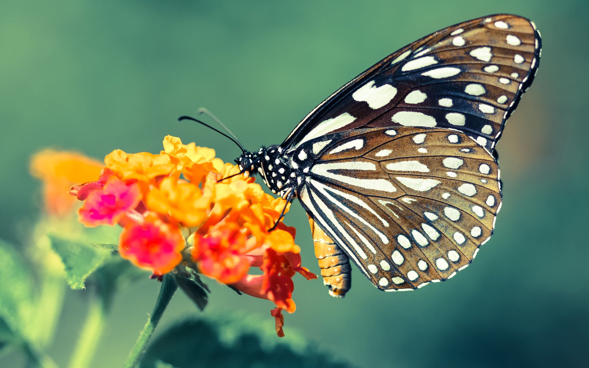 燎原之火灼群鹈，东契奇剑封喉锁胜局