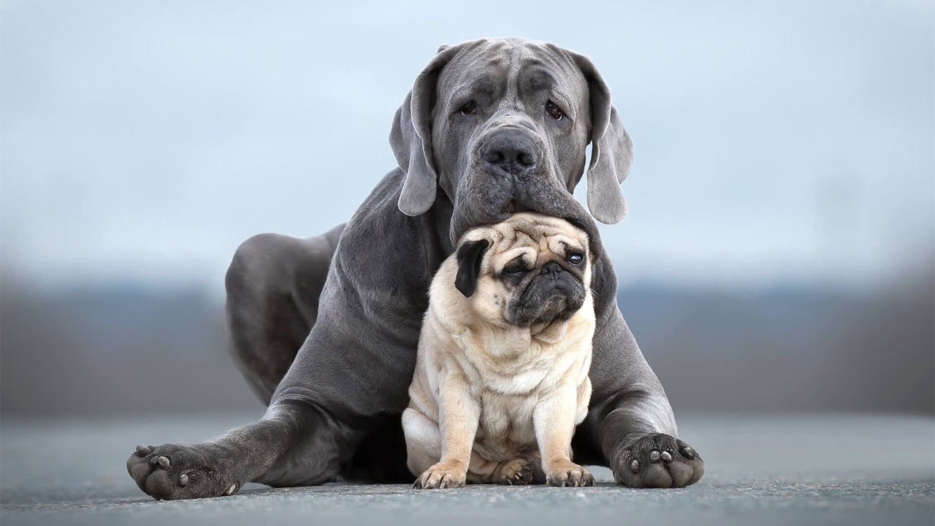 唯美的精确,致命的舞蹈,当公牛刺穿老鹰,拉梅洛于欧冠奏响终章