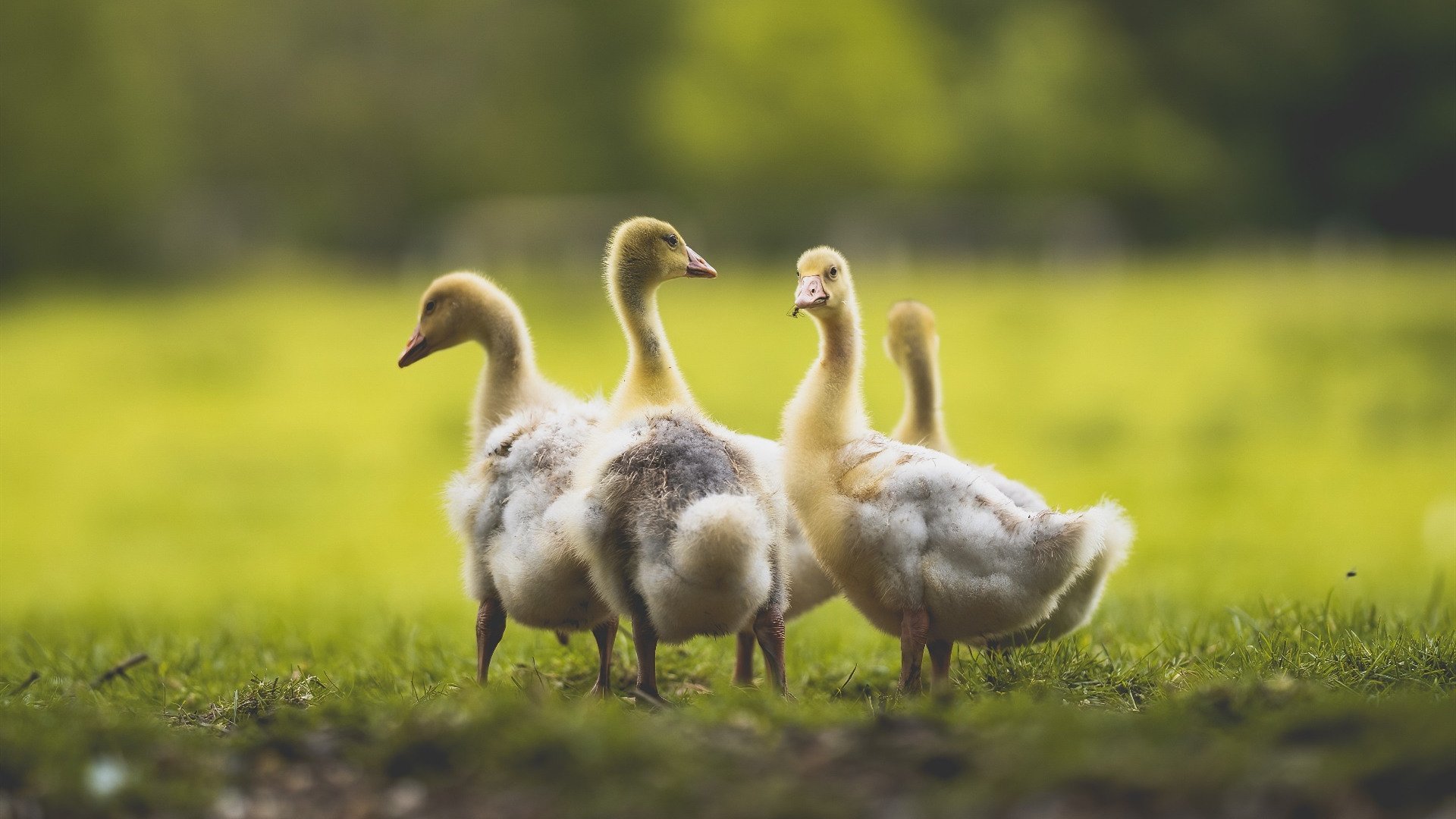 末节英雄阿尔瓦雷斯闪耀赛场,法国与厄瓜多尔血拼至终场哨响