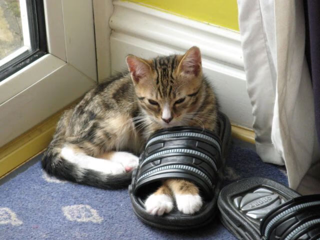 东西部双雄闪耀，塔图姆单骑破敌，湖人稳舵擒狼