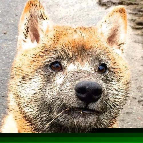 开云下载-破局！罗马铁卫强行终结荷兰，基米希化身关键先生，德意志战车重燃引擎