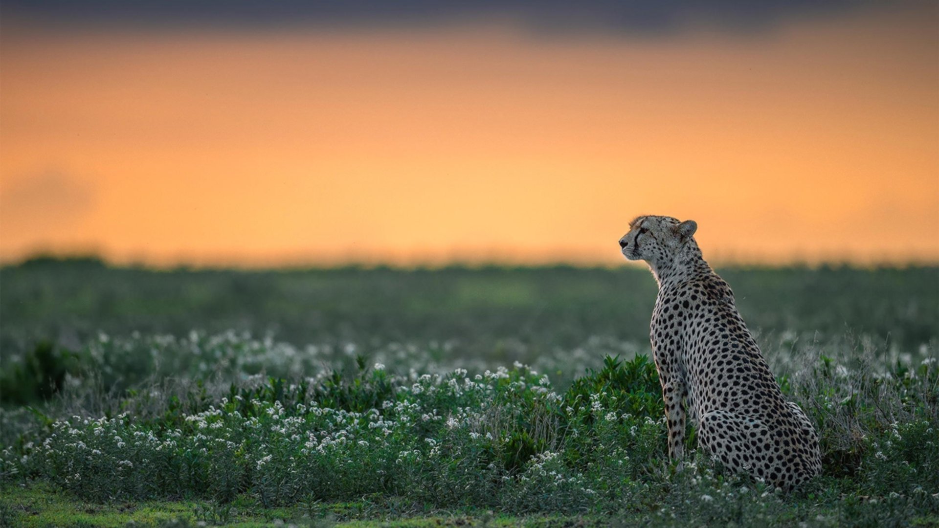 黄蜂蛰醒联盟秩序,恩比德于众神之巅宣告加冕
