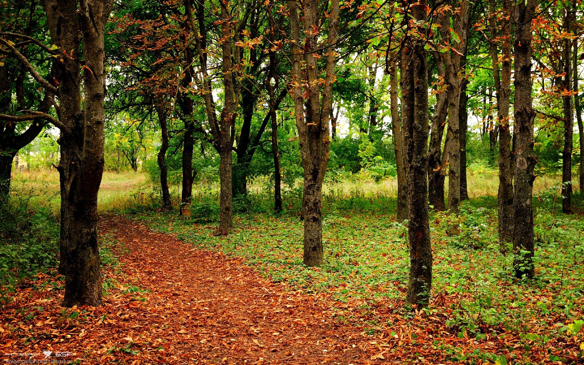 北京队惊艳美加墨世界杯,焦点战力擒开拓者