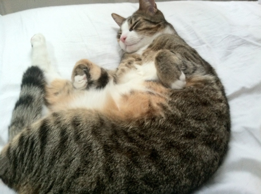 高光对决，老鹰力克爵士，杰伦·格林打出冠军基因觉醒战