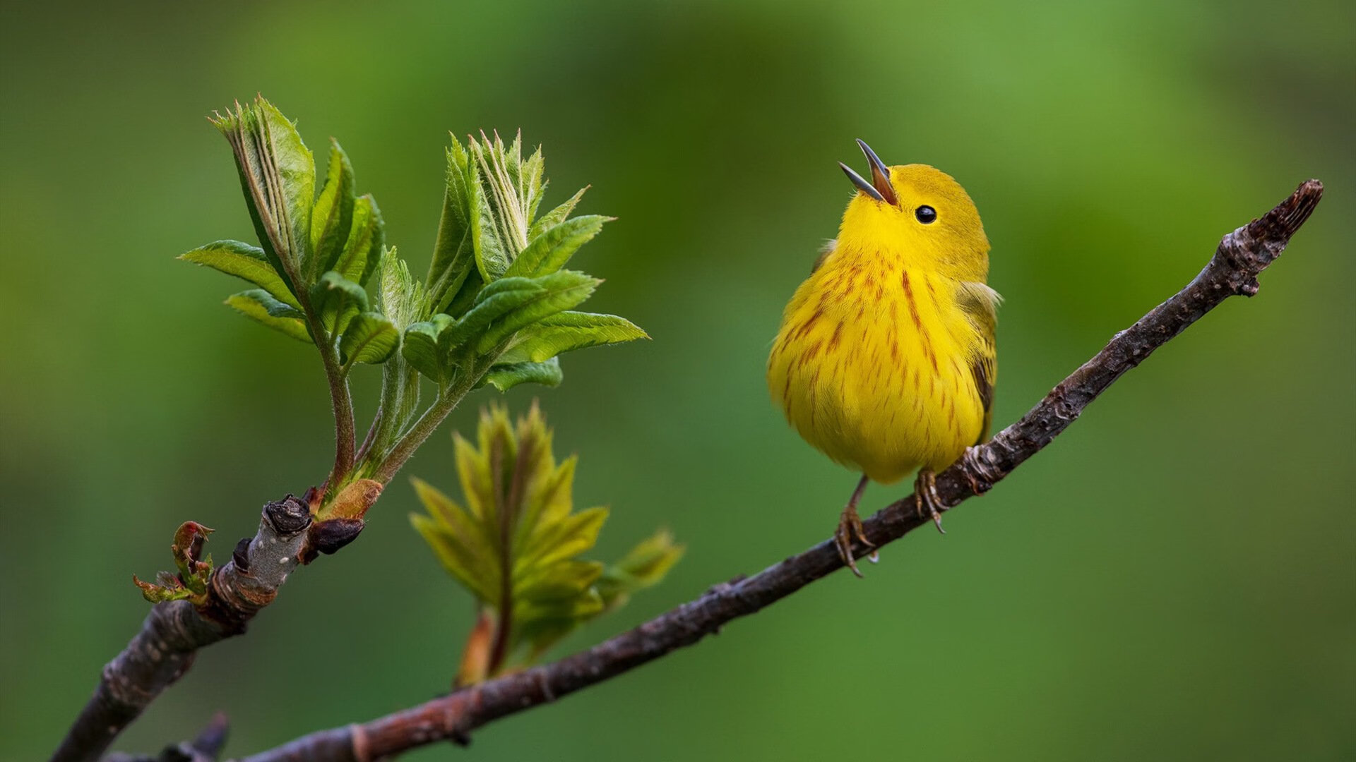 全程高能输出！切特·霍姆格伦用一场未来之战重新定义可能性